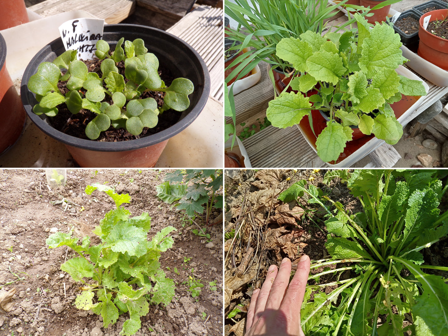 Navette Fourragère - Brassica Rapa Oleifera Buko (Engrais Vert) SEM27