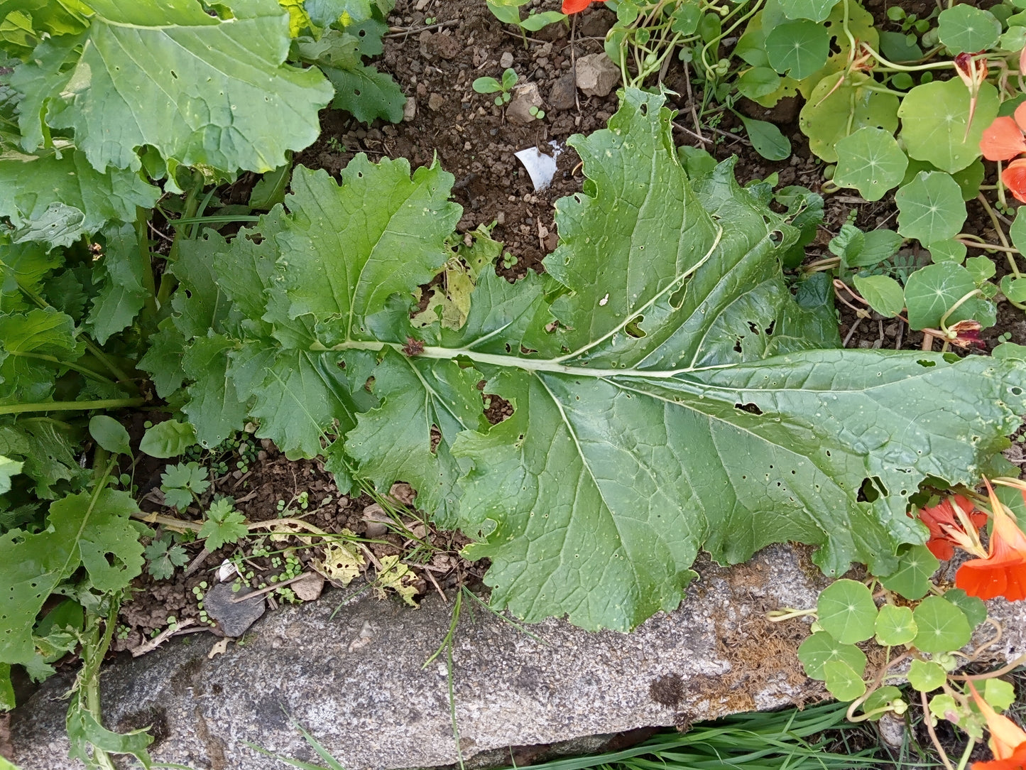 Navette Fourragère - Brassica Rapa Oleifera Buko (Engrais Vert) SEM27