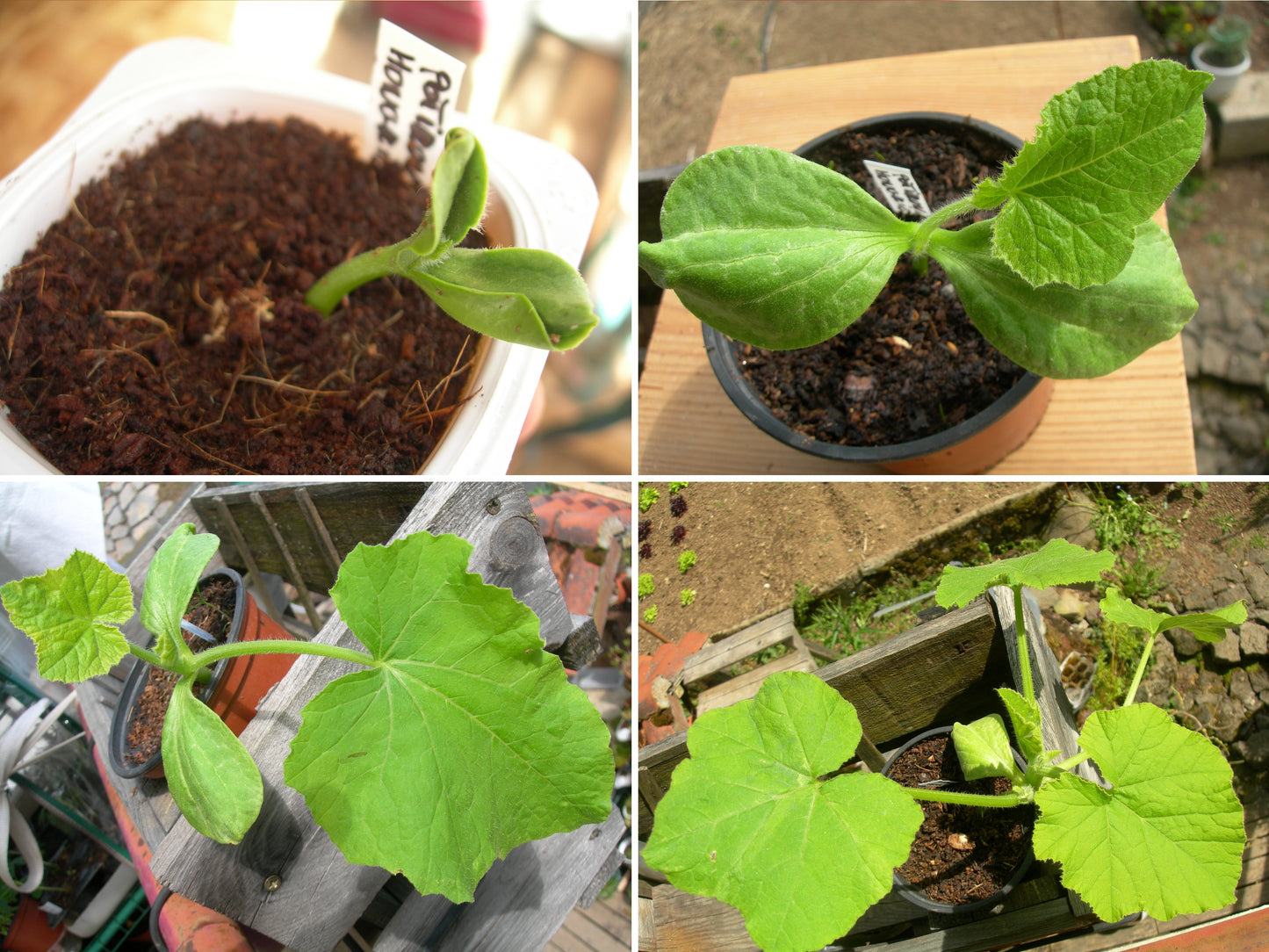 Potiron - Cucurbita Maxima - SEM03