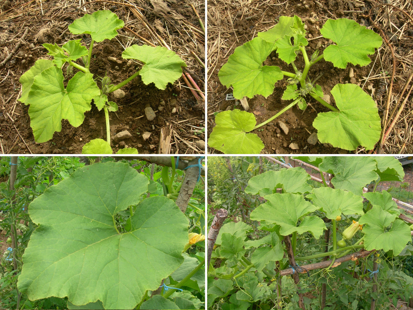 Potiron - Cucurbita Maxima - SEM03