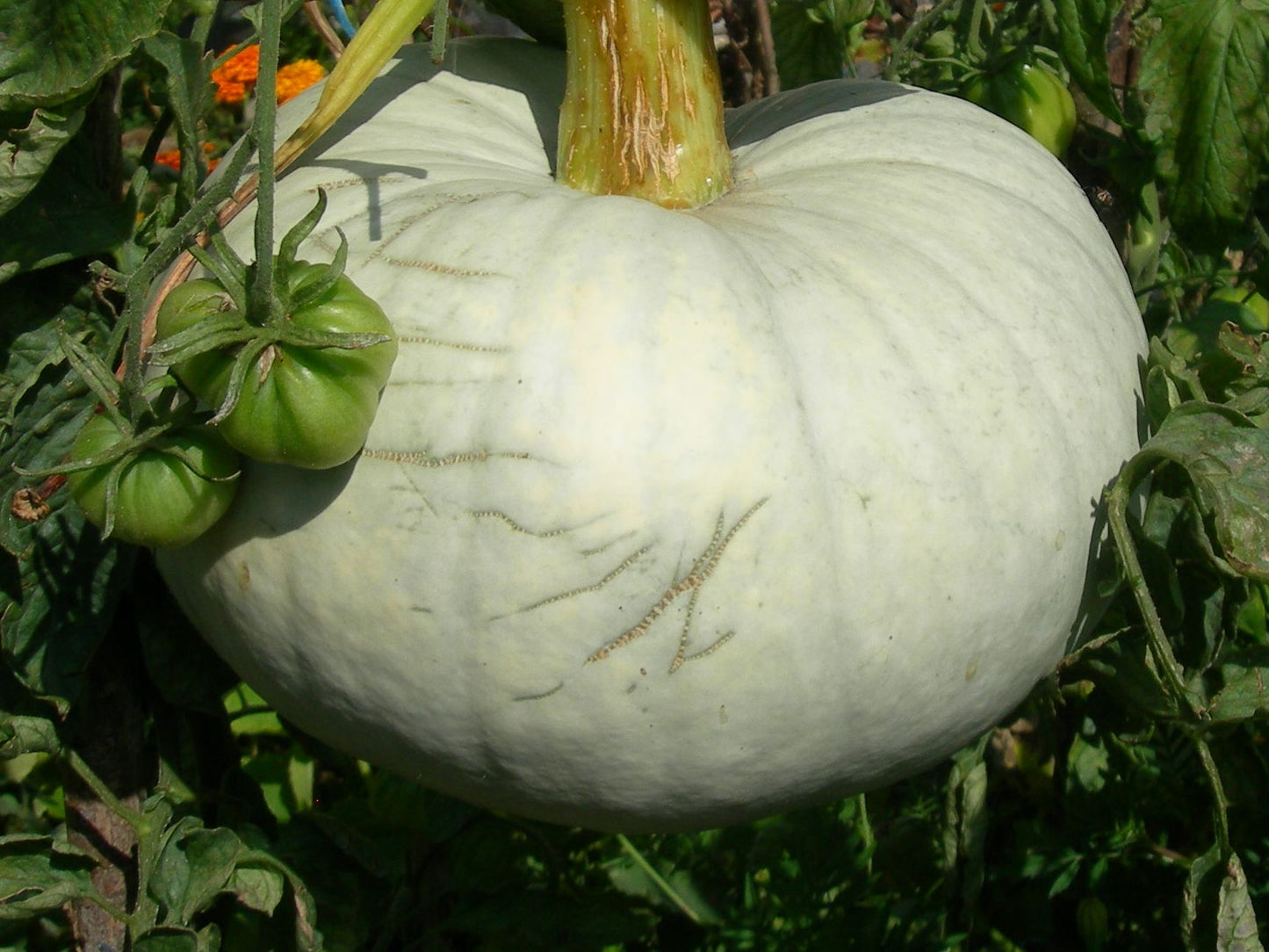 Potiron - Cucurbita Maxima - SEM03