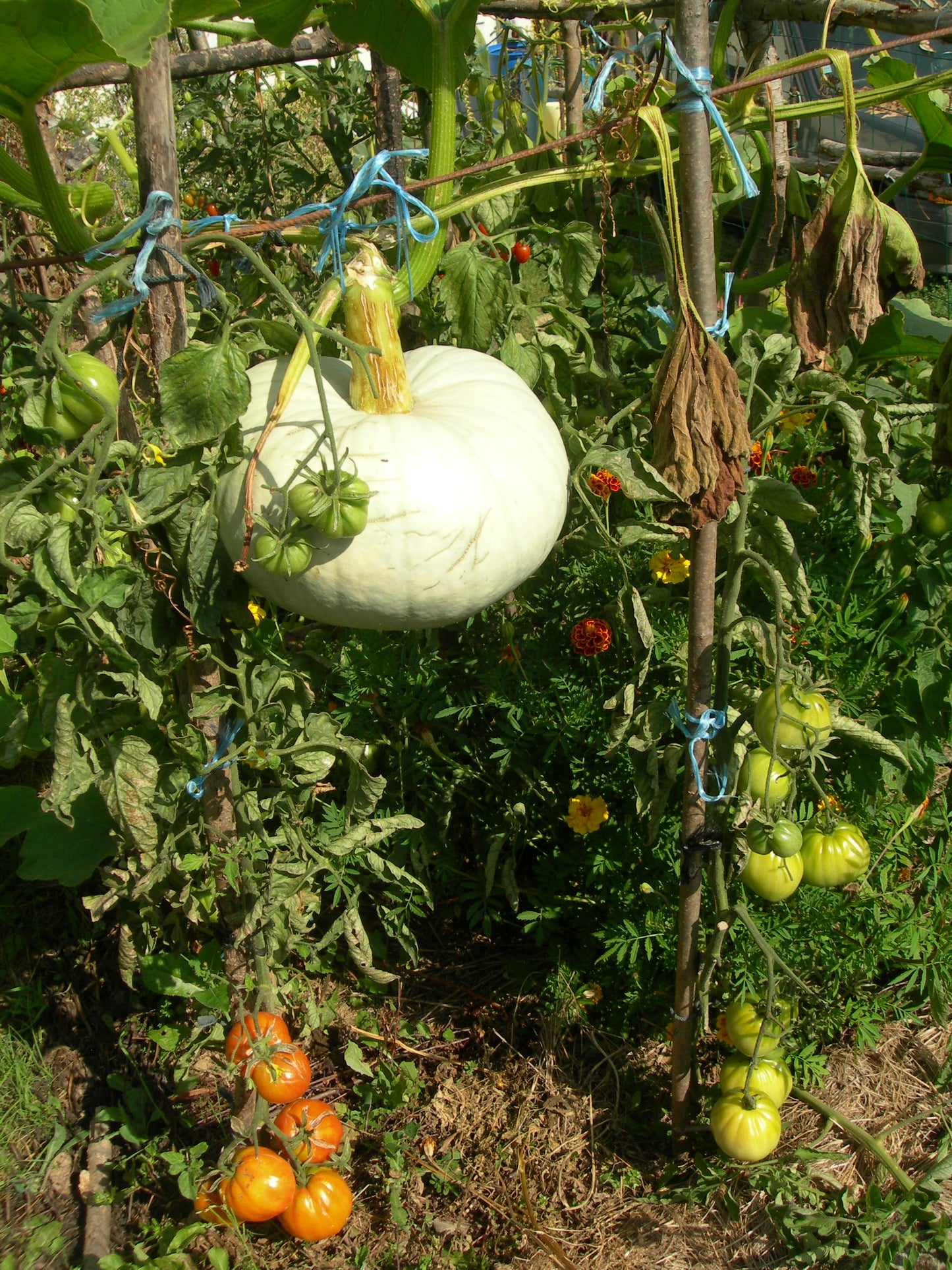 Potiron - Cucurbita Maxima - SEM03