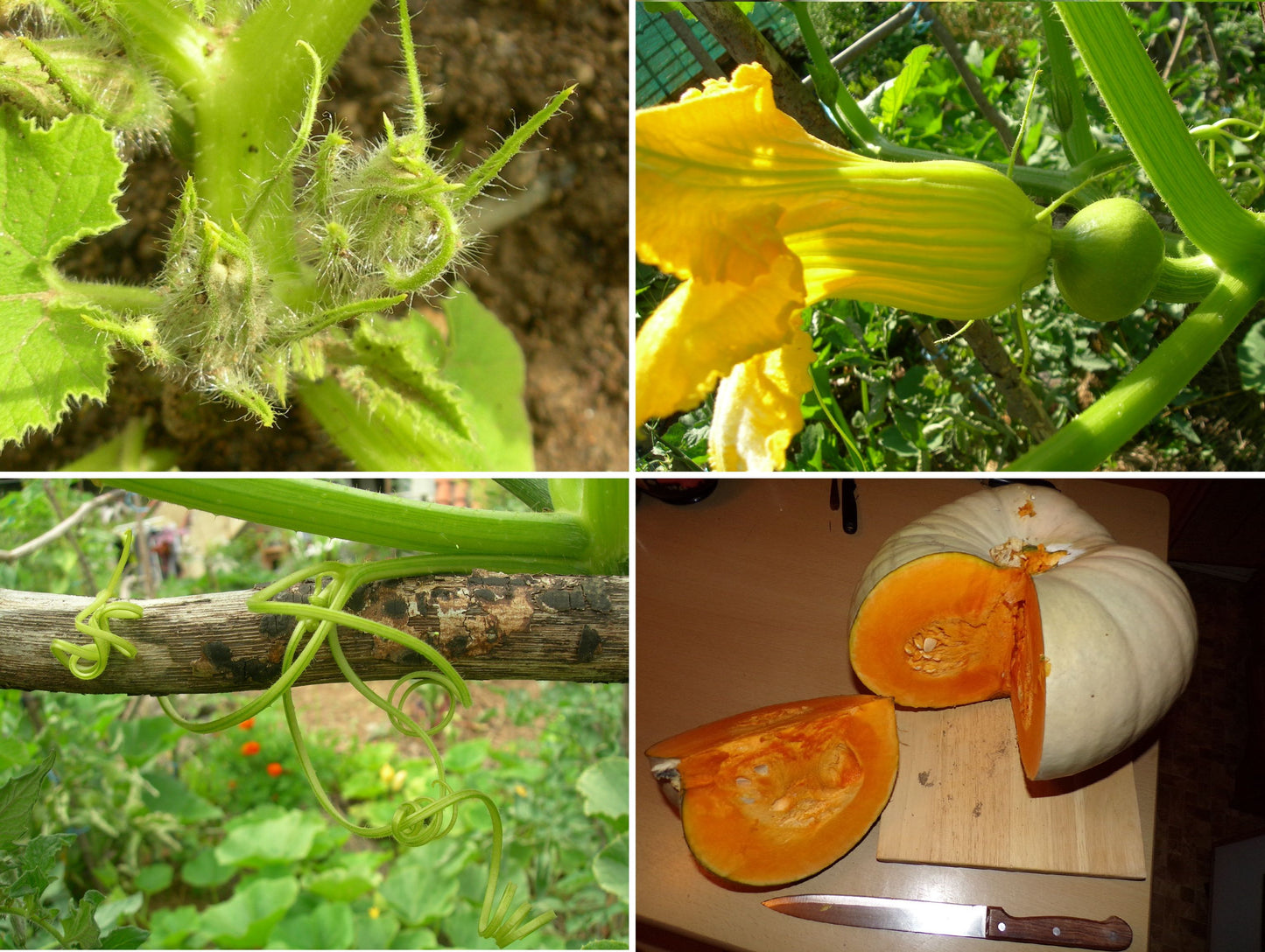 Potiron - Cucurbita Maxima - SEM03