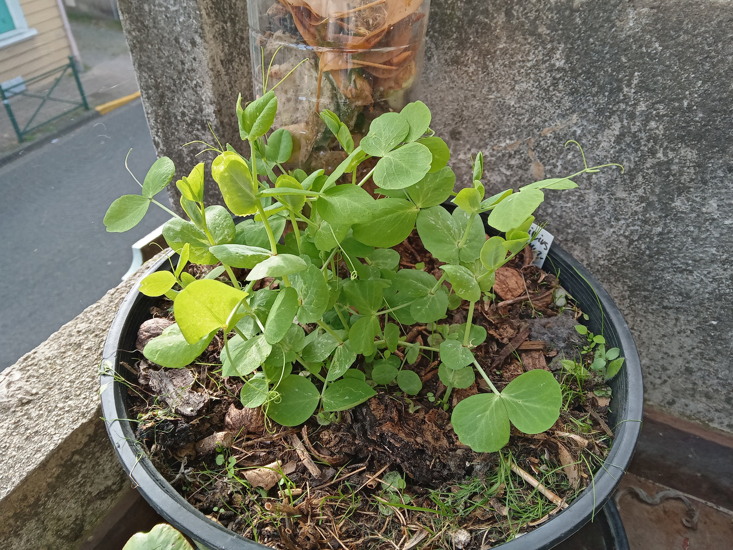Pois Fourrager de Printemps - Pisum Sativum L. Partim