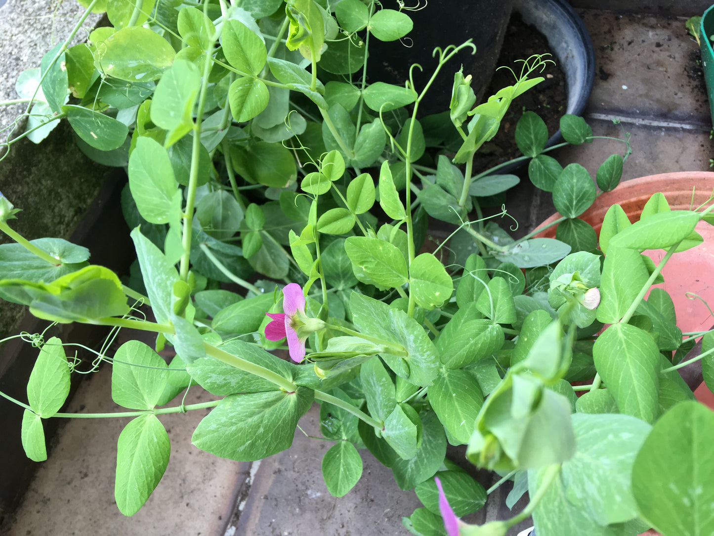 Pois Fourrager de Printemps - Pisum Sativum L. Partim