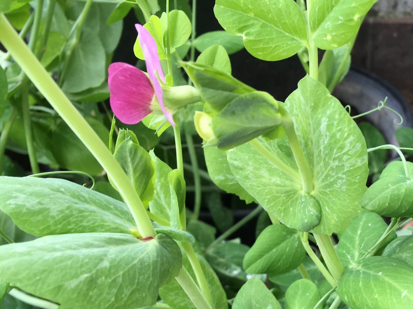 Pois Fourrager de Printemps - Pisum Sativum L. Partim