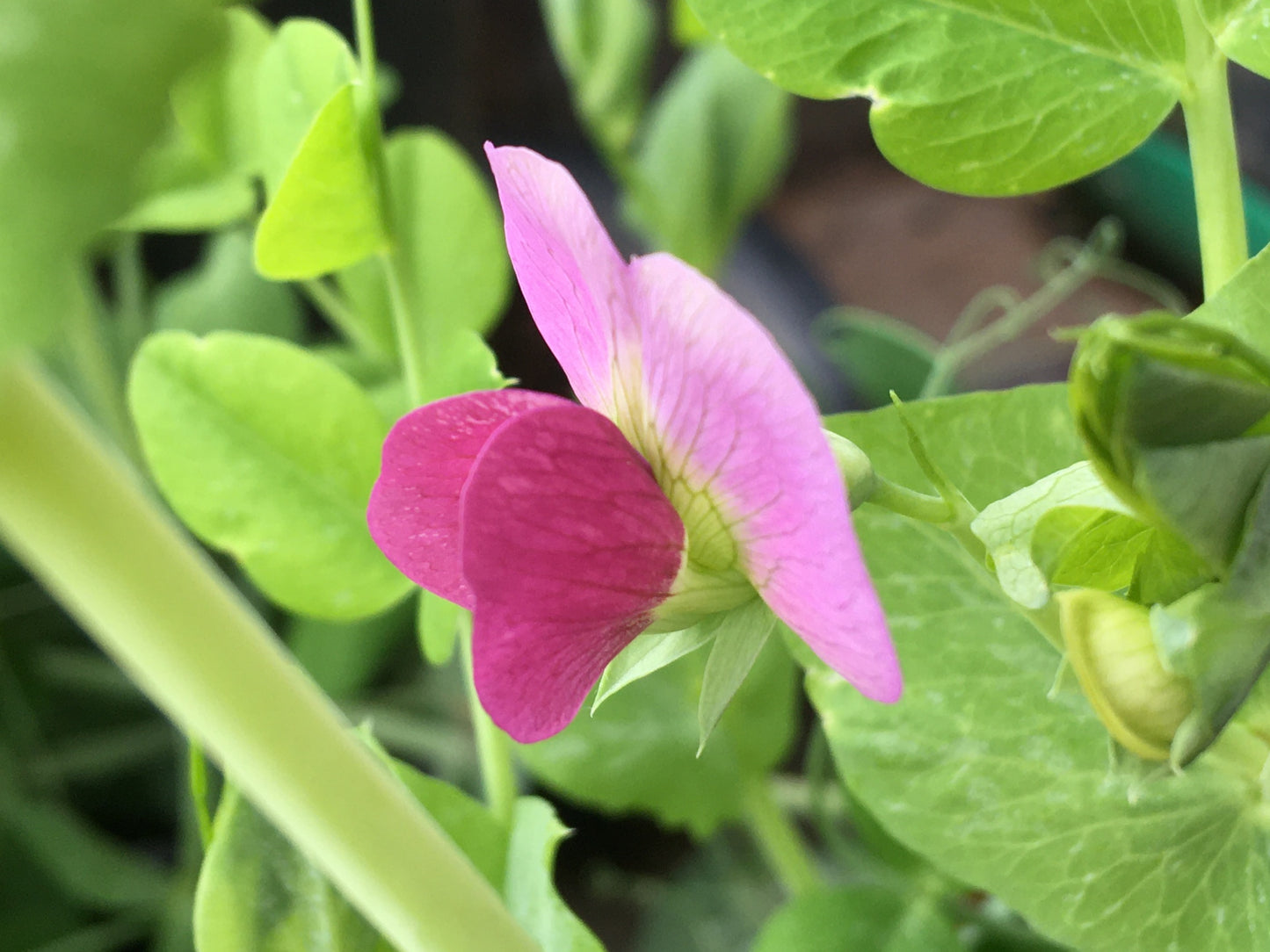 Pois Fourrager de Printemps - Pisum Sativum L. Partim