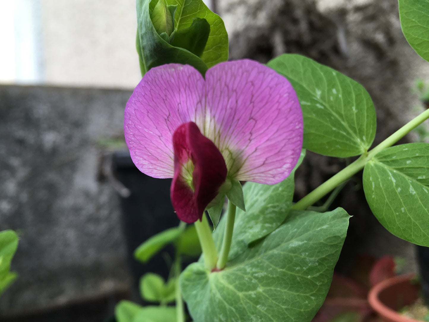 Pois Fourrager de Printemps - Pisum Sativum L. Partim