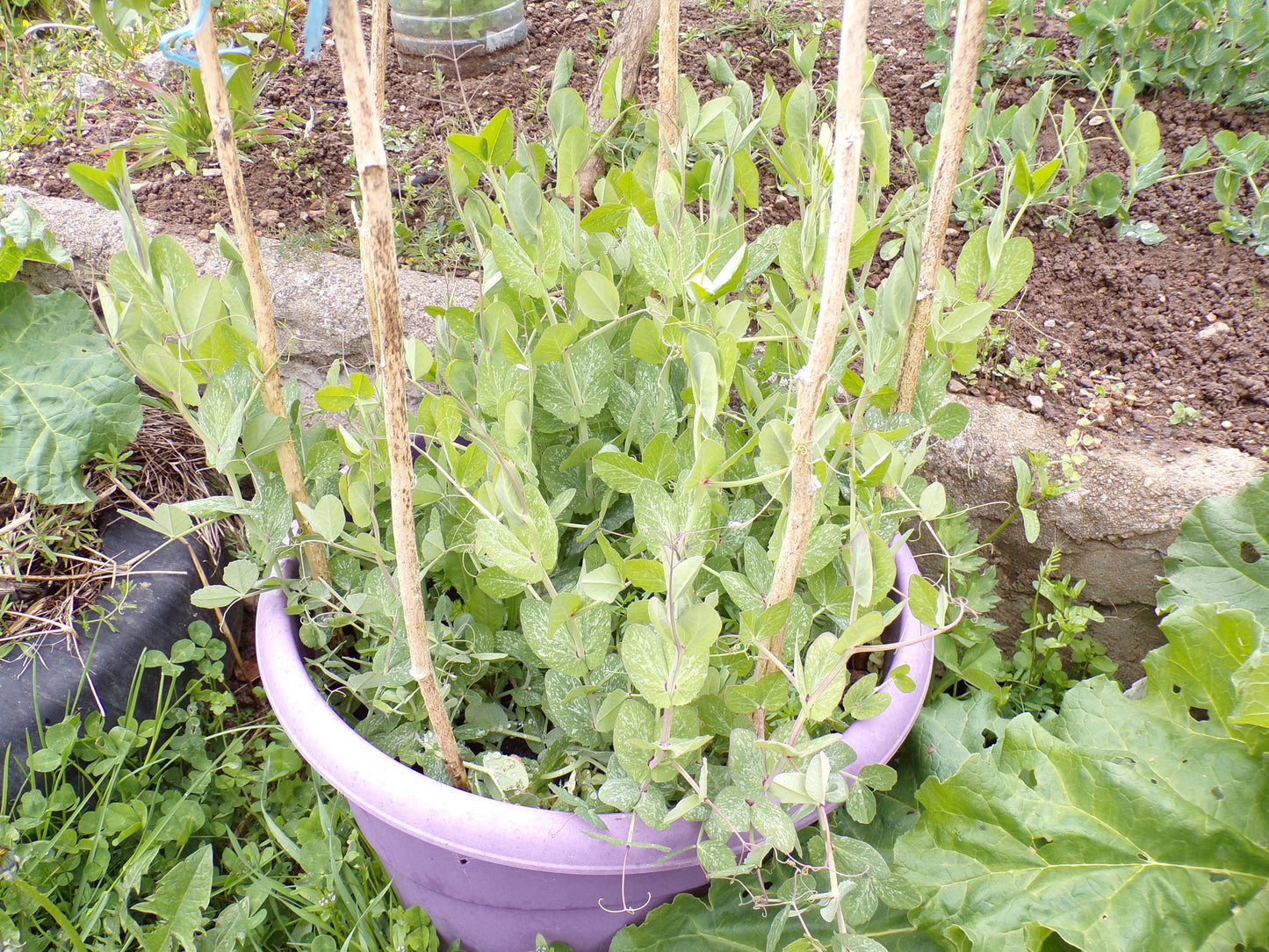 Pois Protéagineux AB - Pisum Sativum