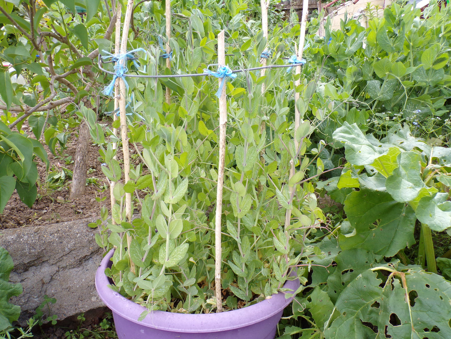Pois Protéagineux AB - Pisum Sativum