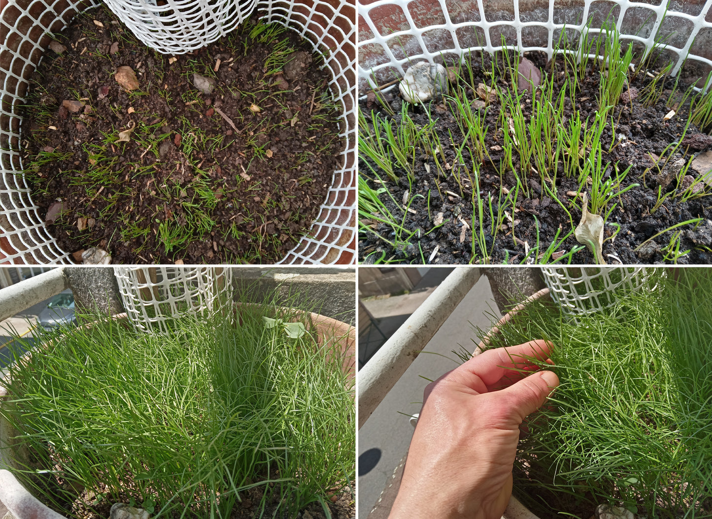 Ray-Grass Italien Bio - Lolium Multiflorum (Engrais Vert) - SEM06