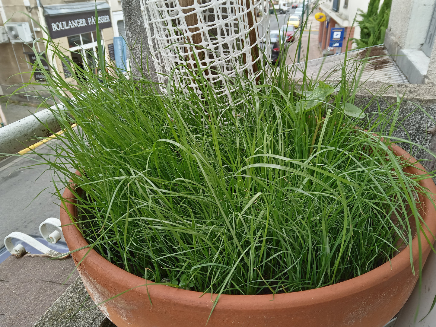 Ray-Grass Italien Bio - Lolium Multiflorum (Engrais Vert) - SEM06