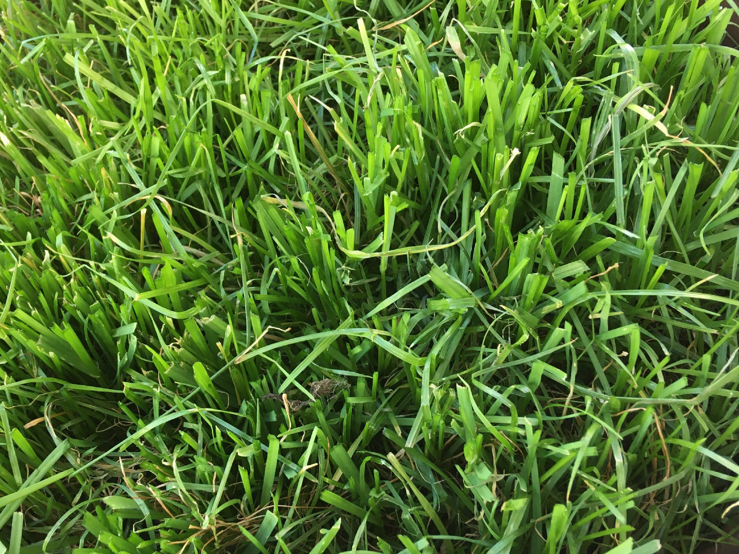 Ray-Grass Italien Bio - Lolium Multiflorum (Engrais Vert) - SEM06