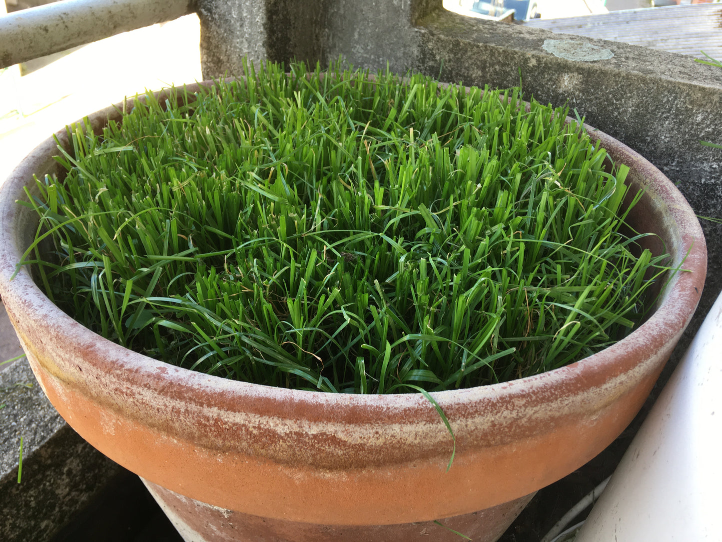 Ray-Grass Italien Bio - Lolium Multiflorum (Engrais Vert) - SEM06