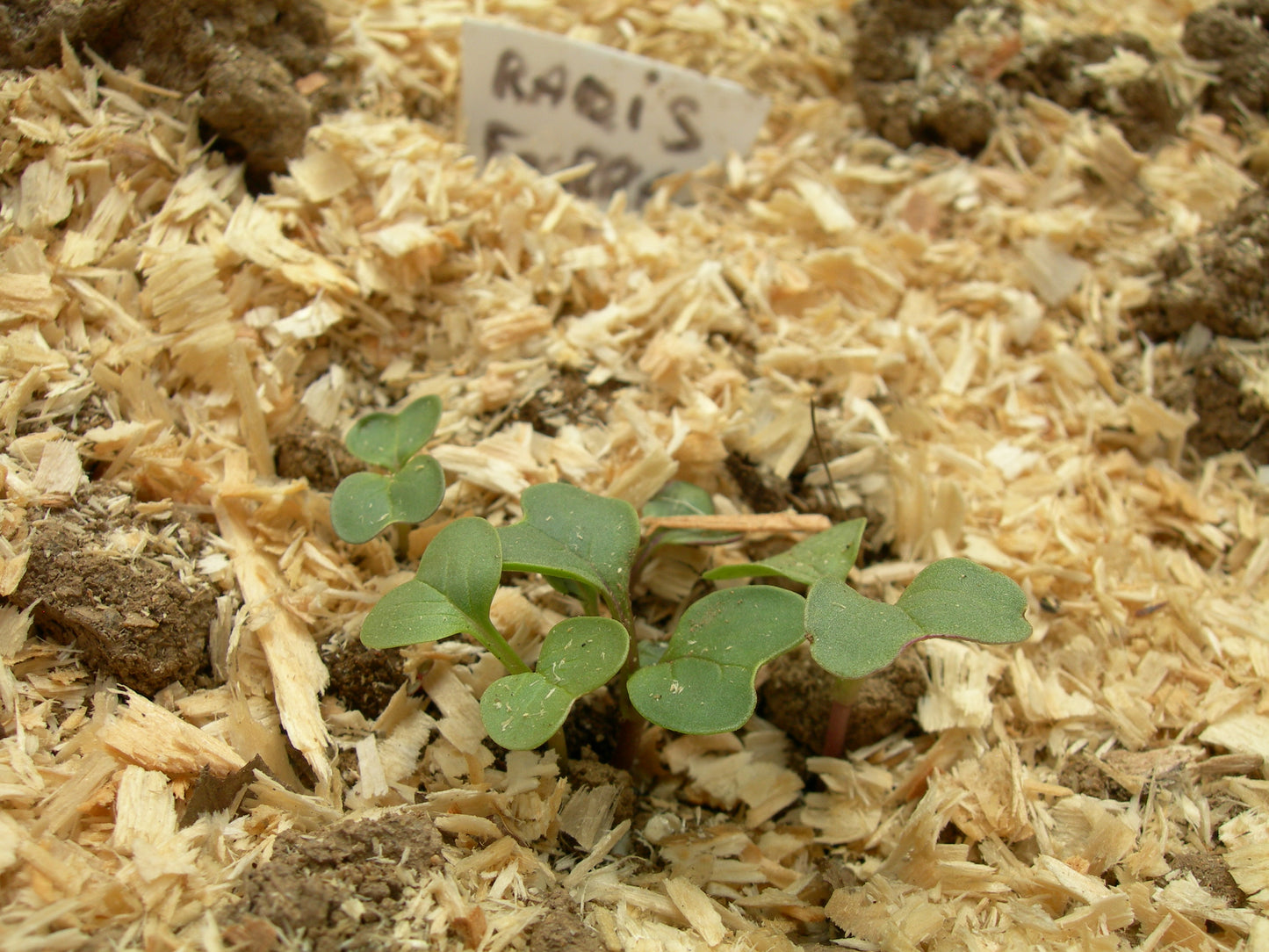 Radis Fourrager - Raphanus Sativus (Engrais Vert) SEM05