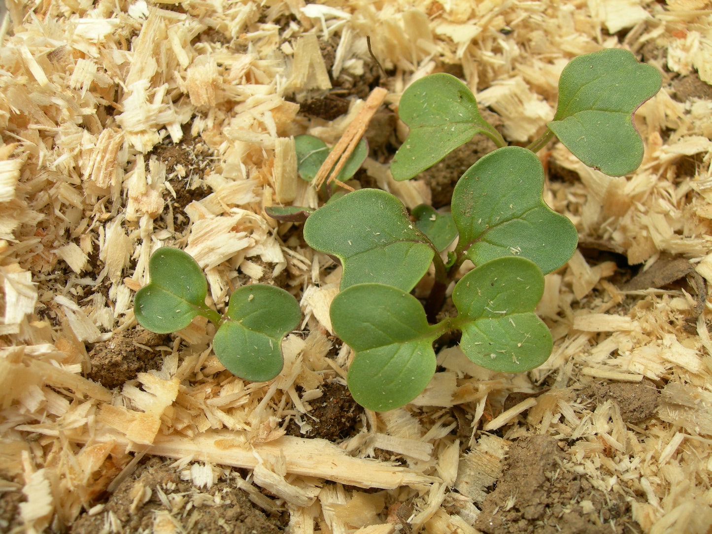 Radis Fourrager - Raphanus Sativus (Engrais Vert) SEM05