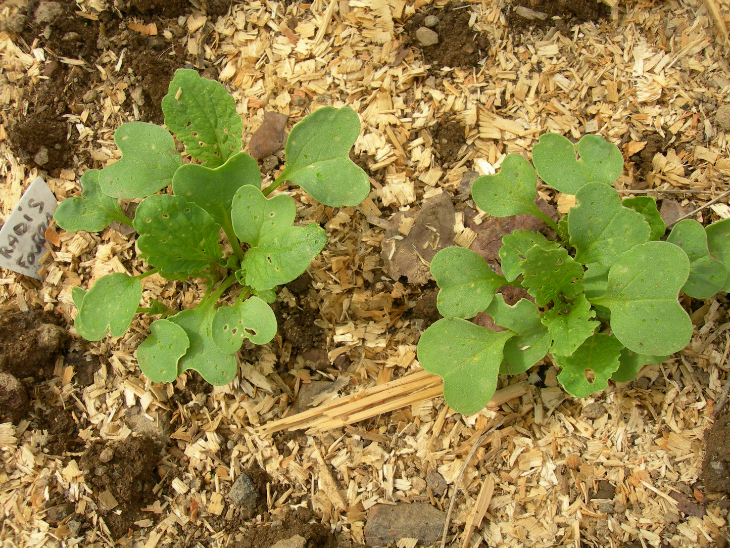 Radis Fourrager - Raphanus Sativus (Engrais Vert) SEM05