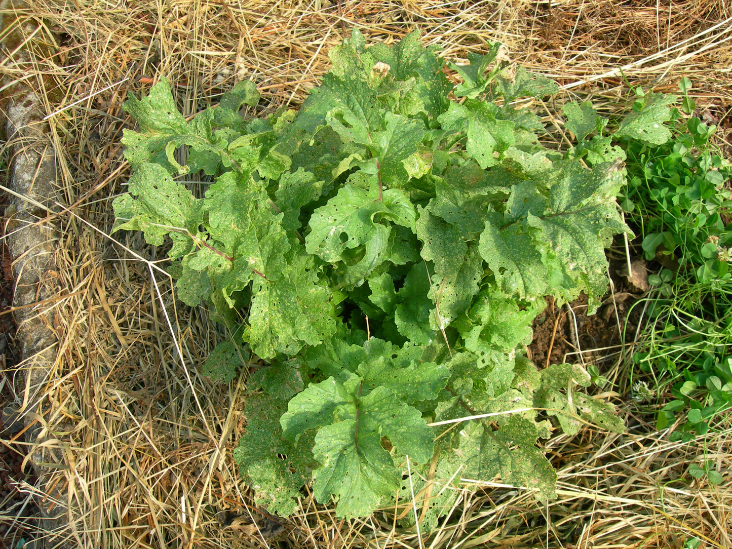Radis Fourrager - Raphanus Sativus (Engrais Vert) SEM05