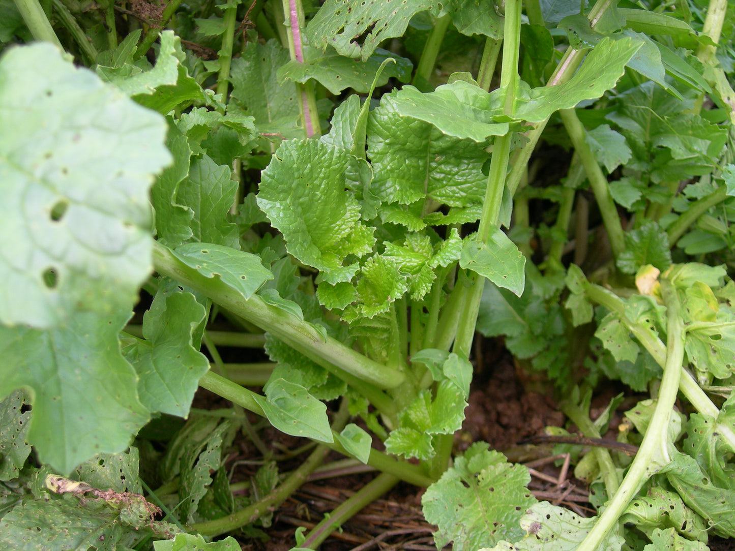 Radis Fourrager - Raphanus Sativus (Engrais Vert) SEM05