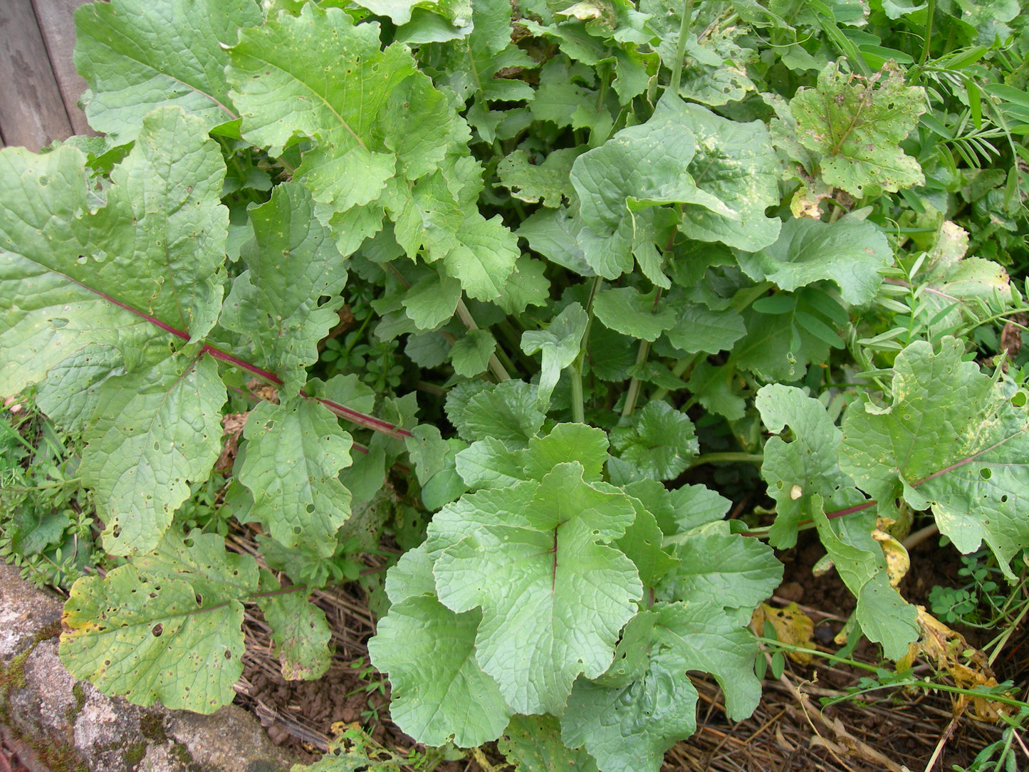 Radis Fourrager - Raphanus Sativus (Engrais Vert) SEM05