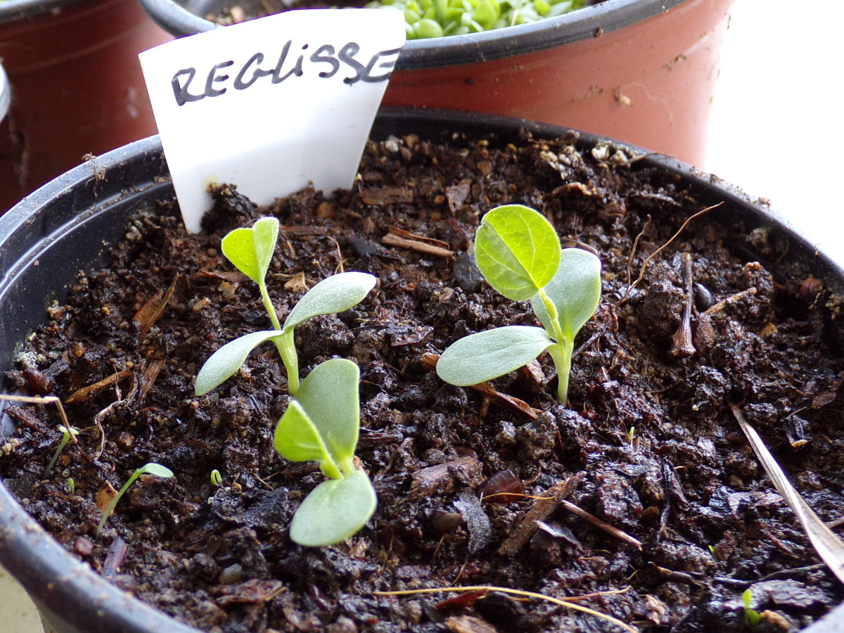 Réglisse - Glycyrrhiza Glabra