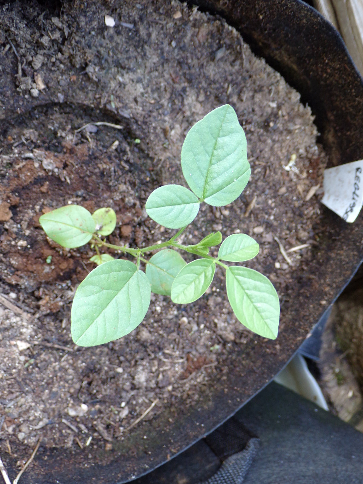 Réglisse - Glycyrrhiza Glabra