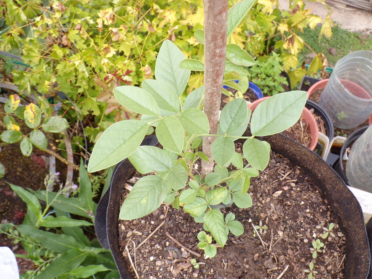 Réglisse - Glycyrrhiza Glabra