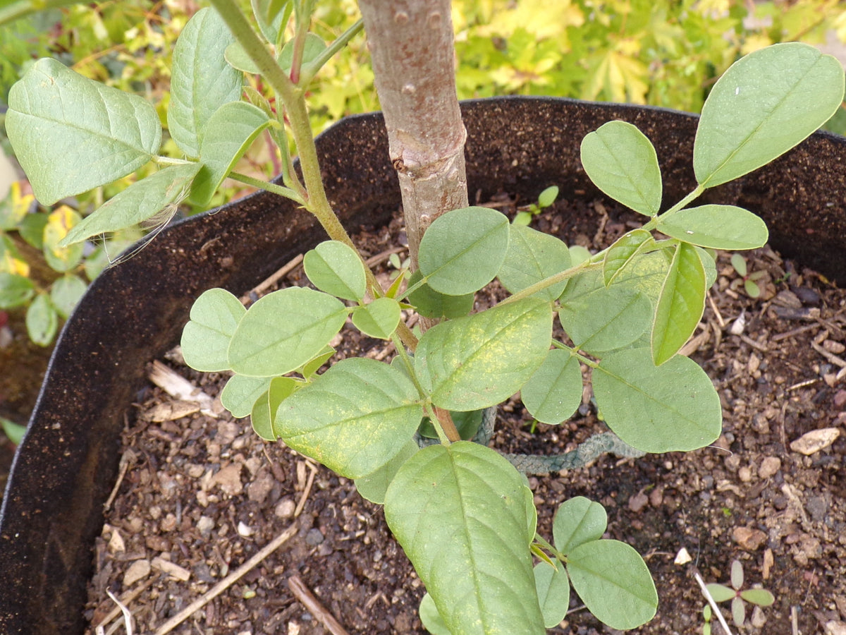 Réglisse - Glycyrrhiza Glabra