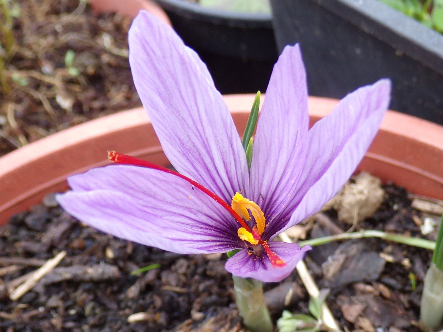 Crocus Sativus ou Safran - Crocus Sativus - SEM27