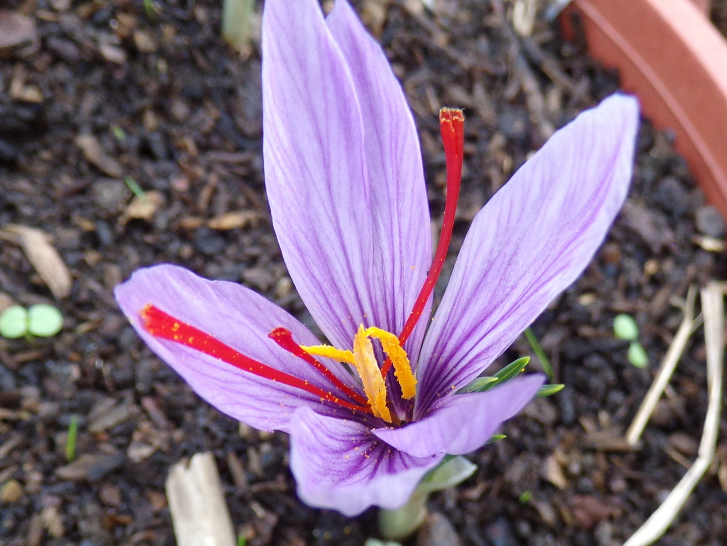 Crocus Sativus ou Safran - Crocus Sativus - SEM27