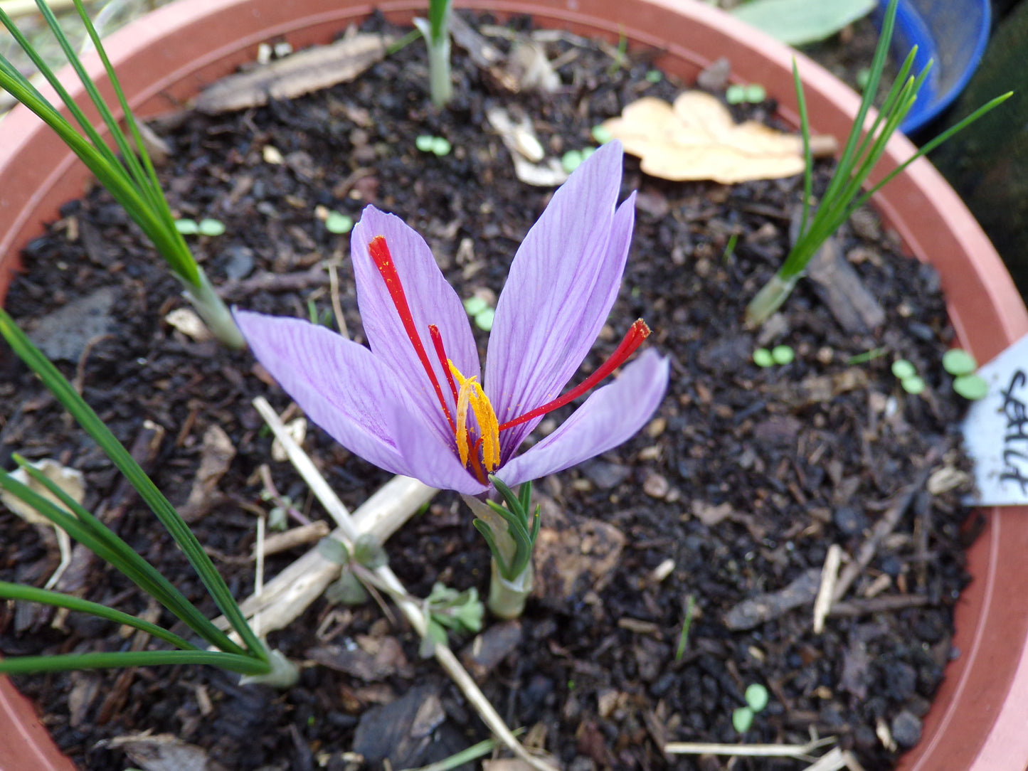 Crocus Sativus ou Safran - Crocus Sativus - SEM27