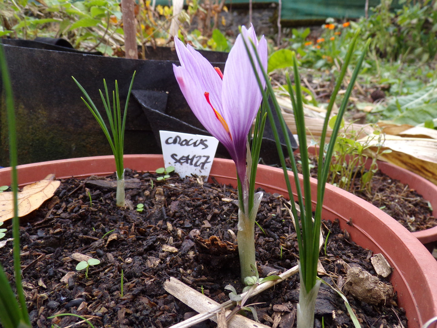 Crocus Sativus ou Safran - Crocus Sativus - SEM27