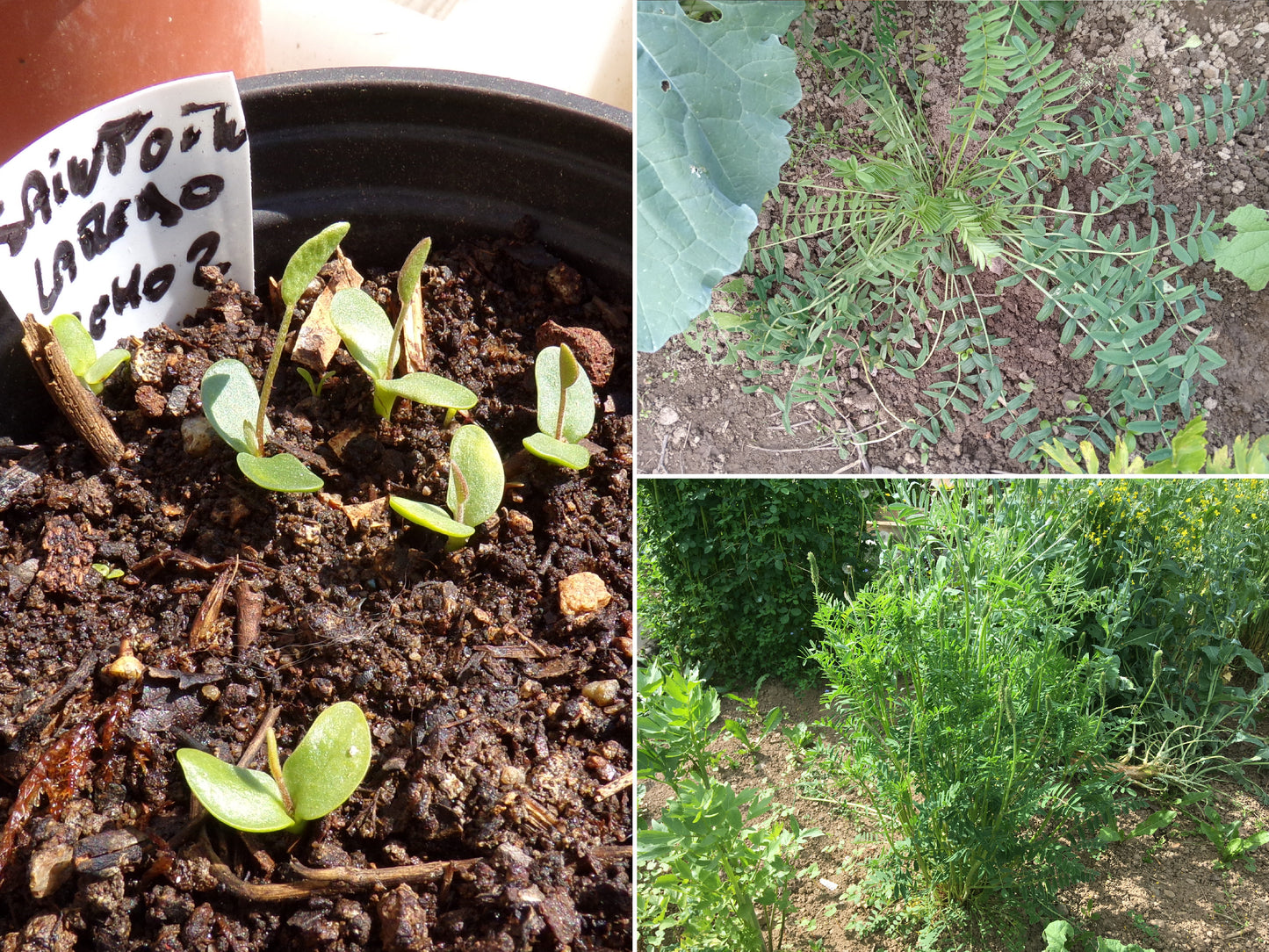 Sainfoin - Onobrychis Viciifolia Scop (Engrais Vert) – SEM02
