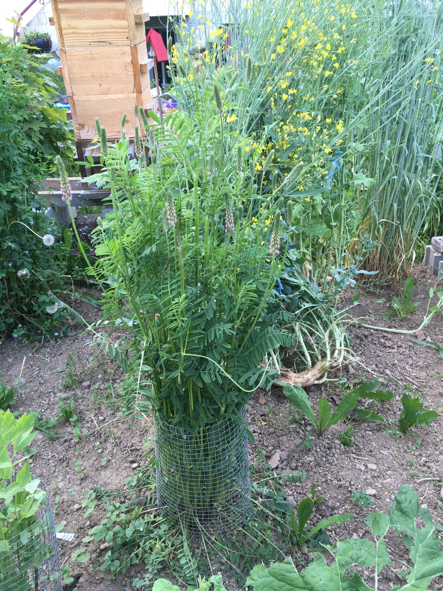 Sainfoin - Onobrychis Viciifolia Scop (Engrais Vert) – SEM02