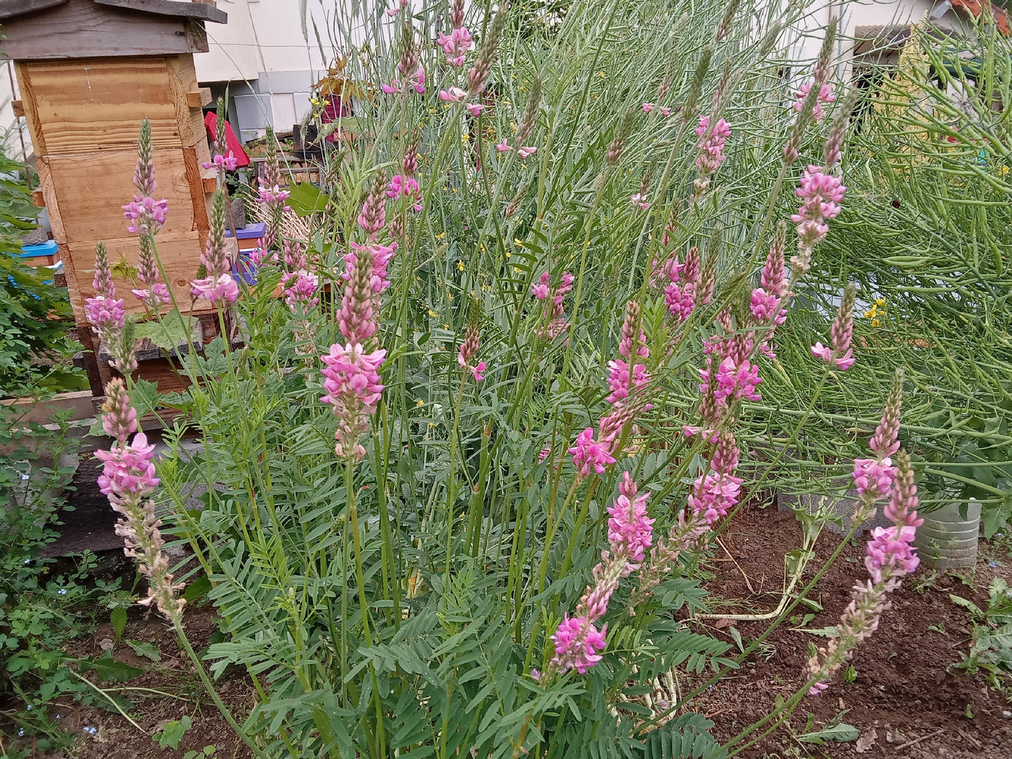 Sainfoin - Onobrychis Viciifolia Scop (Engrais Vert) – SEM02