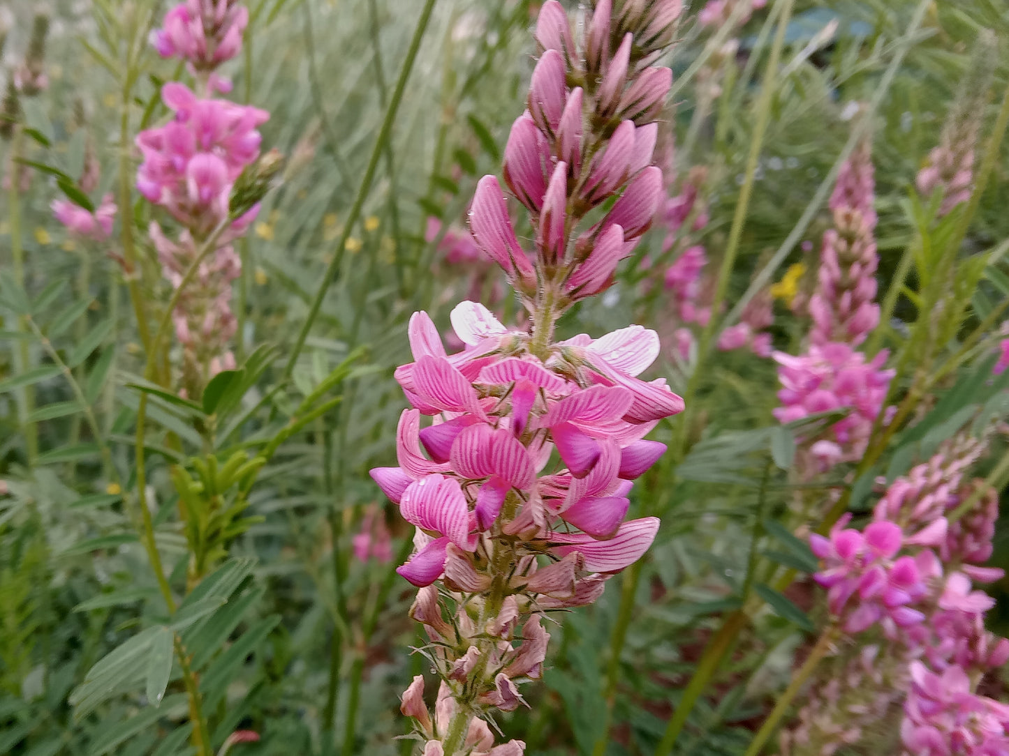 Sainfoin - Onobrychis Viciifolia Scop (Engrais Vert) – SEM02