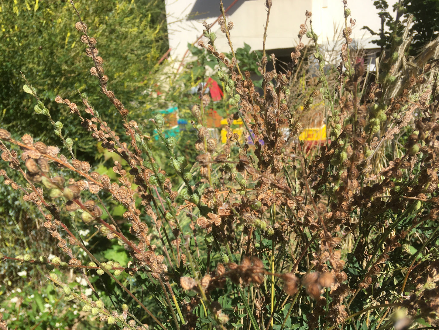Sainfoin - Onobrychis Viciifolia Scop (Engrais Vert) – SEM02