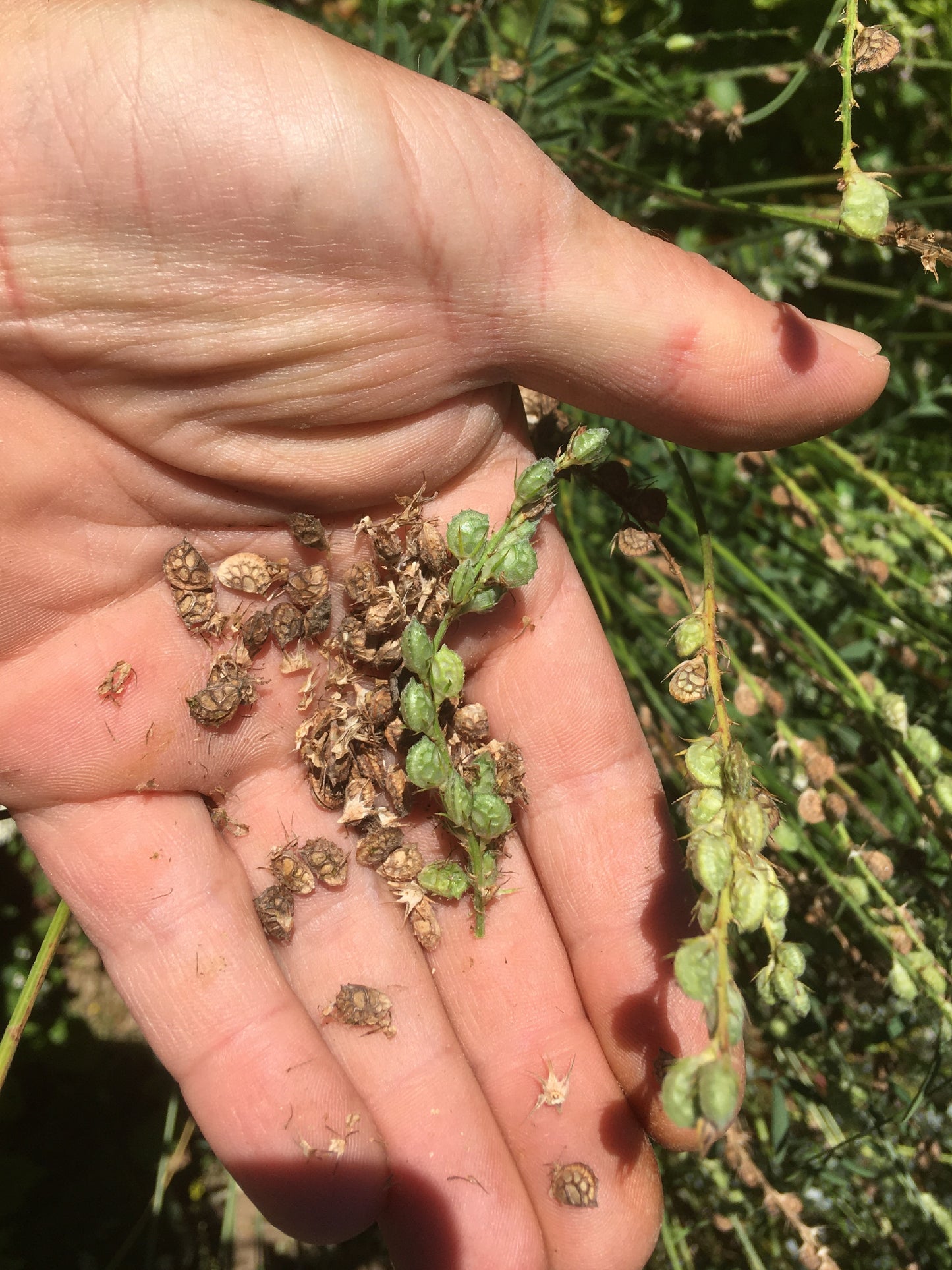 Sainfoin - Onobrychis Viciifolia Scop (Engrais Vert) – SEM02