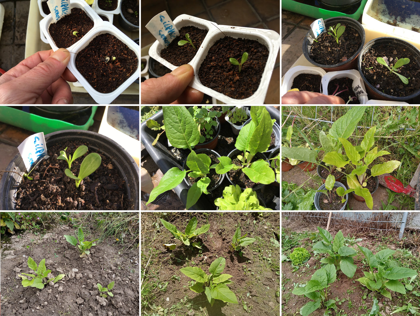 Silphie Perfoliée - Silphium Perfoliatum - SEM05