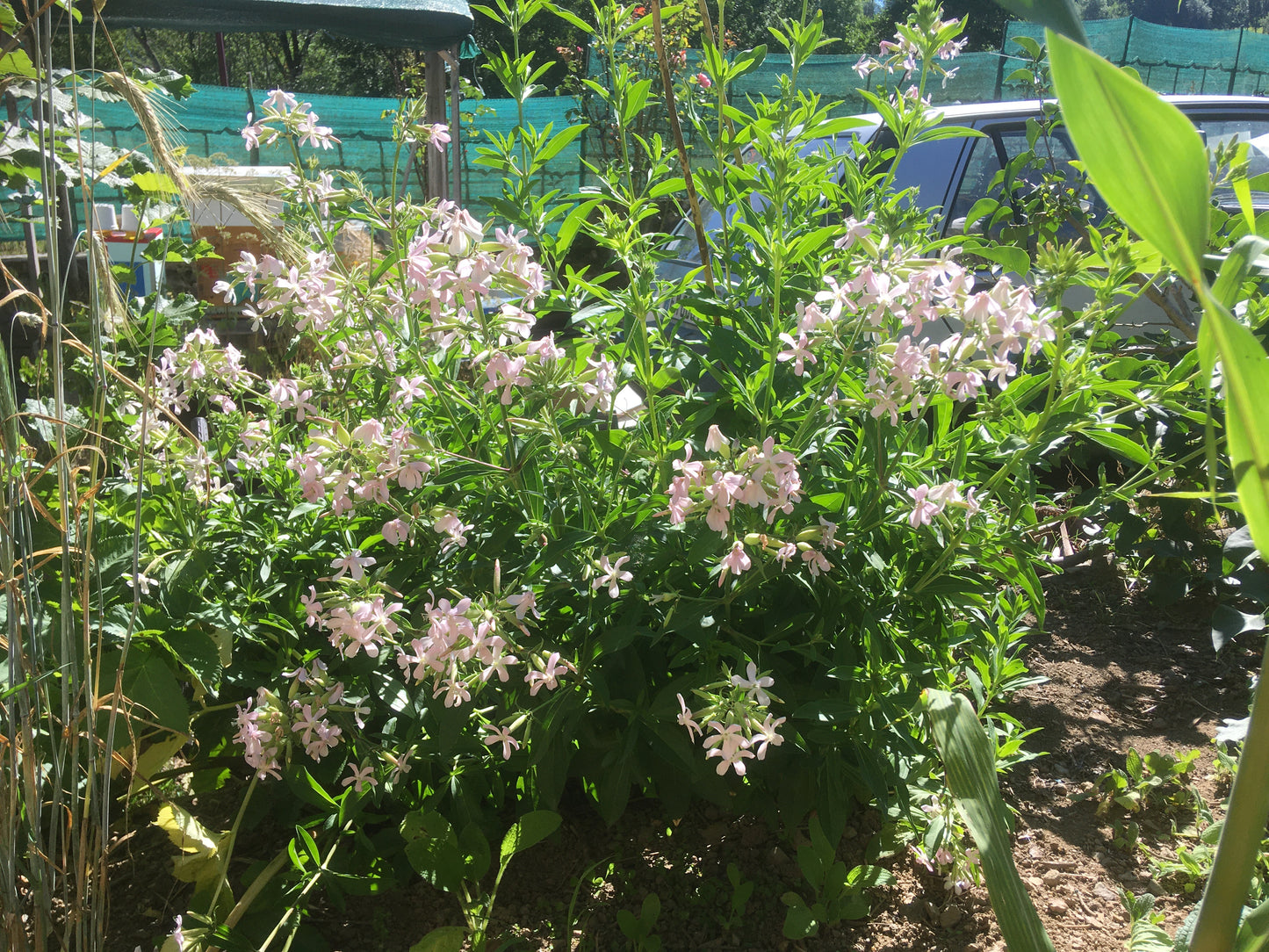 Saponaire Officinale - Saponaria Officinalis - SEM05