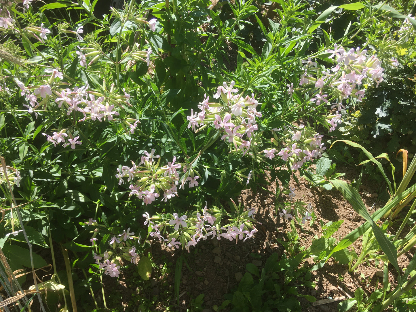 Saponaire Officinale - Saponaria Officinalis - SEM05