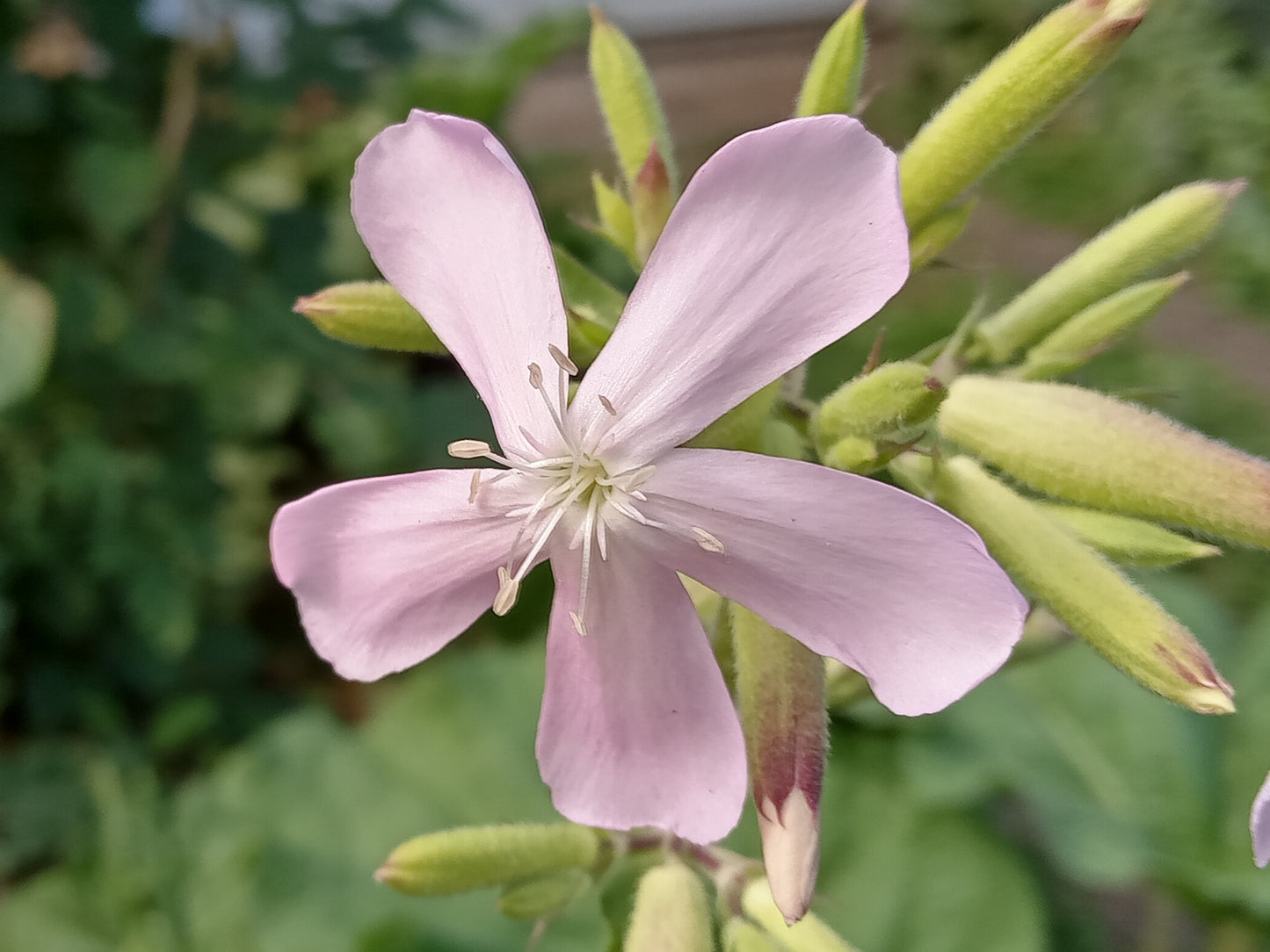 Saponaire Officinale - Saponaria Officinalis - SEM05