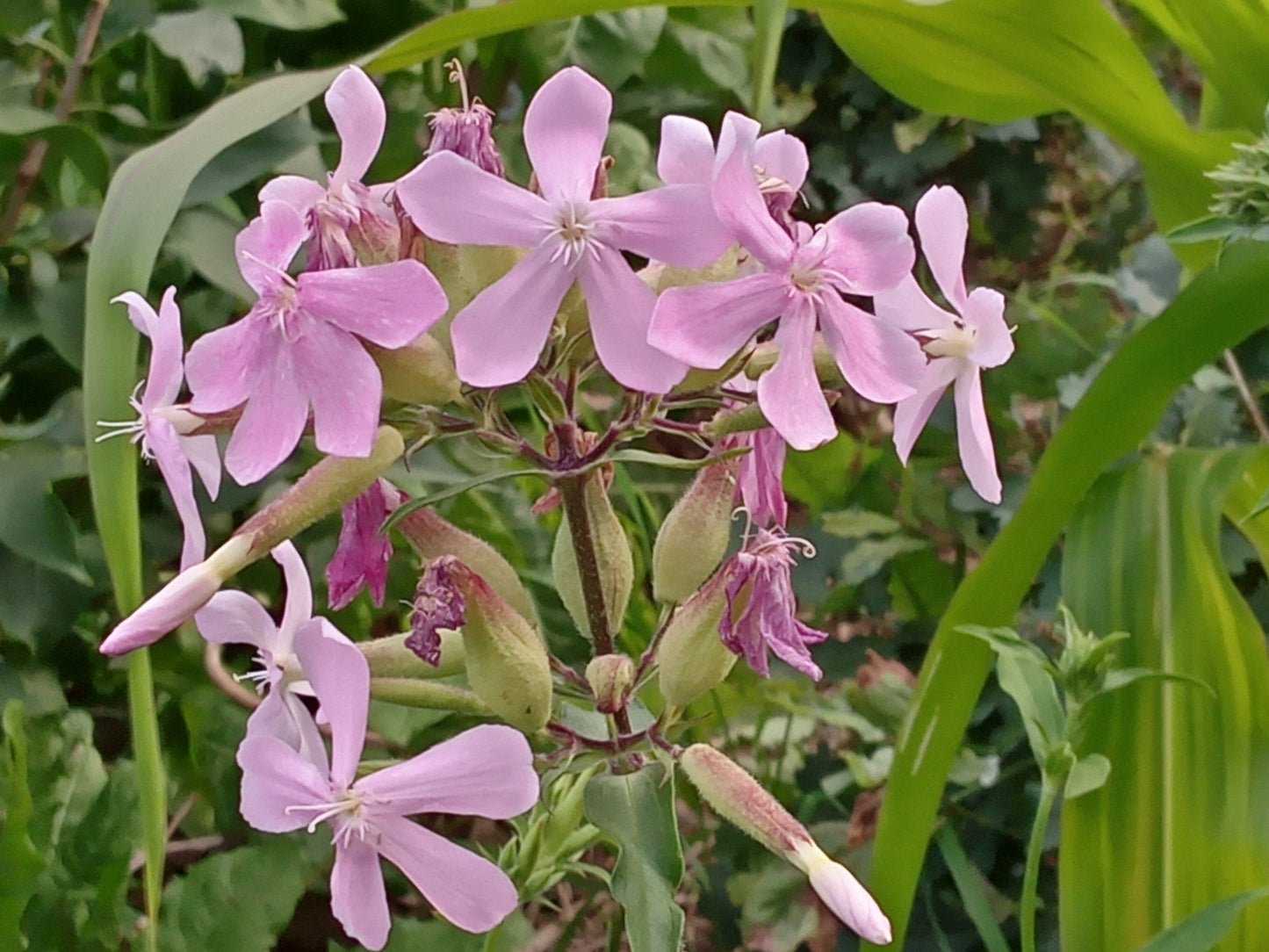 Saponaire Officinale - Saponaria Officinalis - SEM05