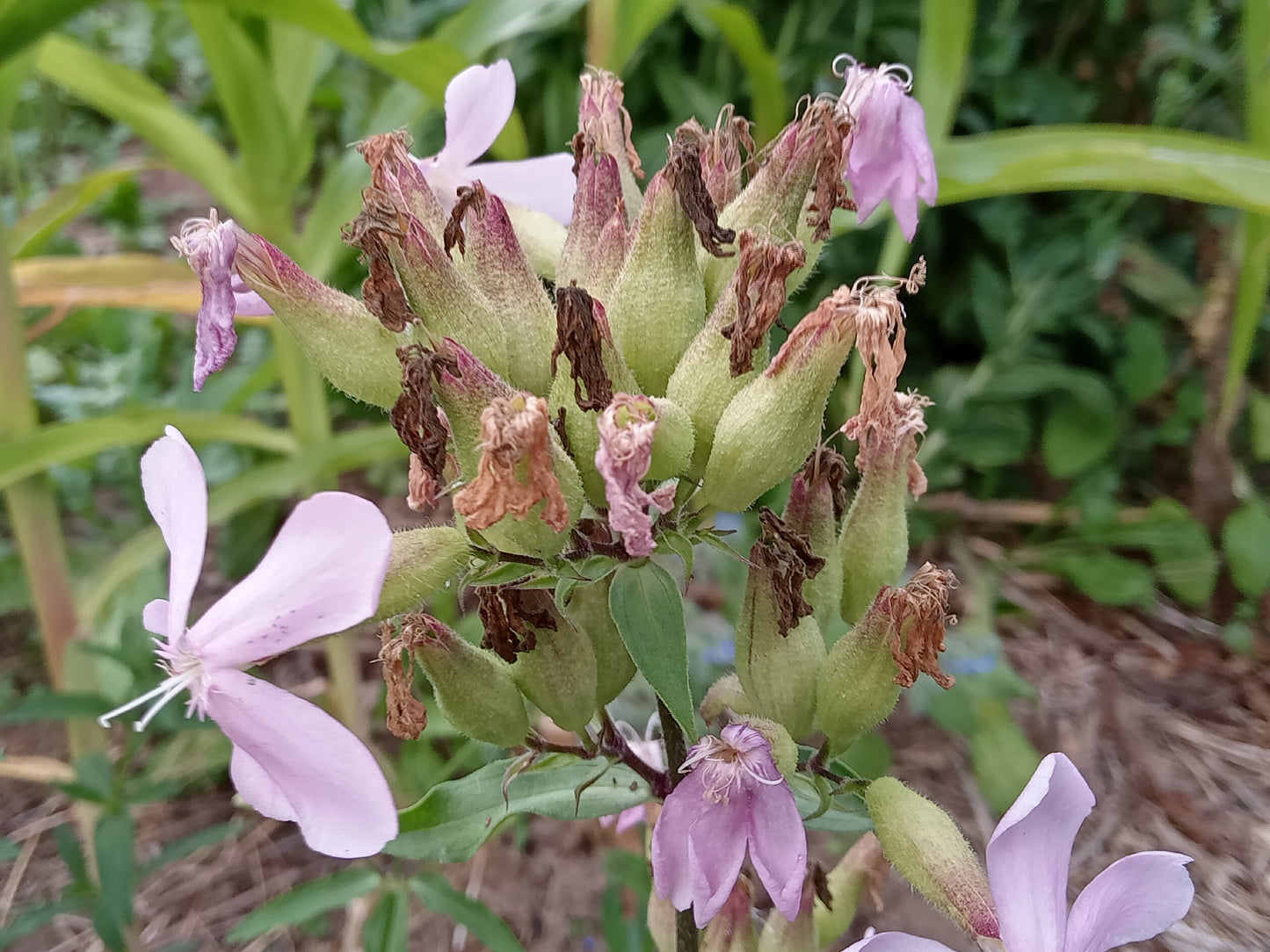 Saponaire Officinale - Saponaria Officinalis - SEM05