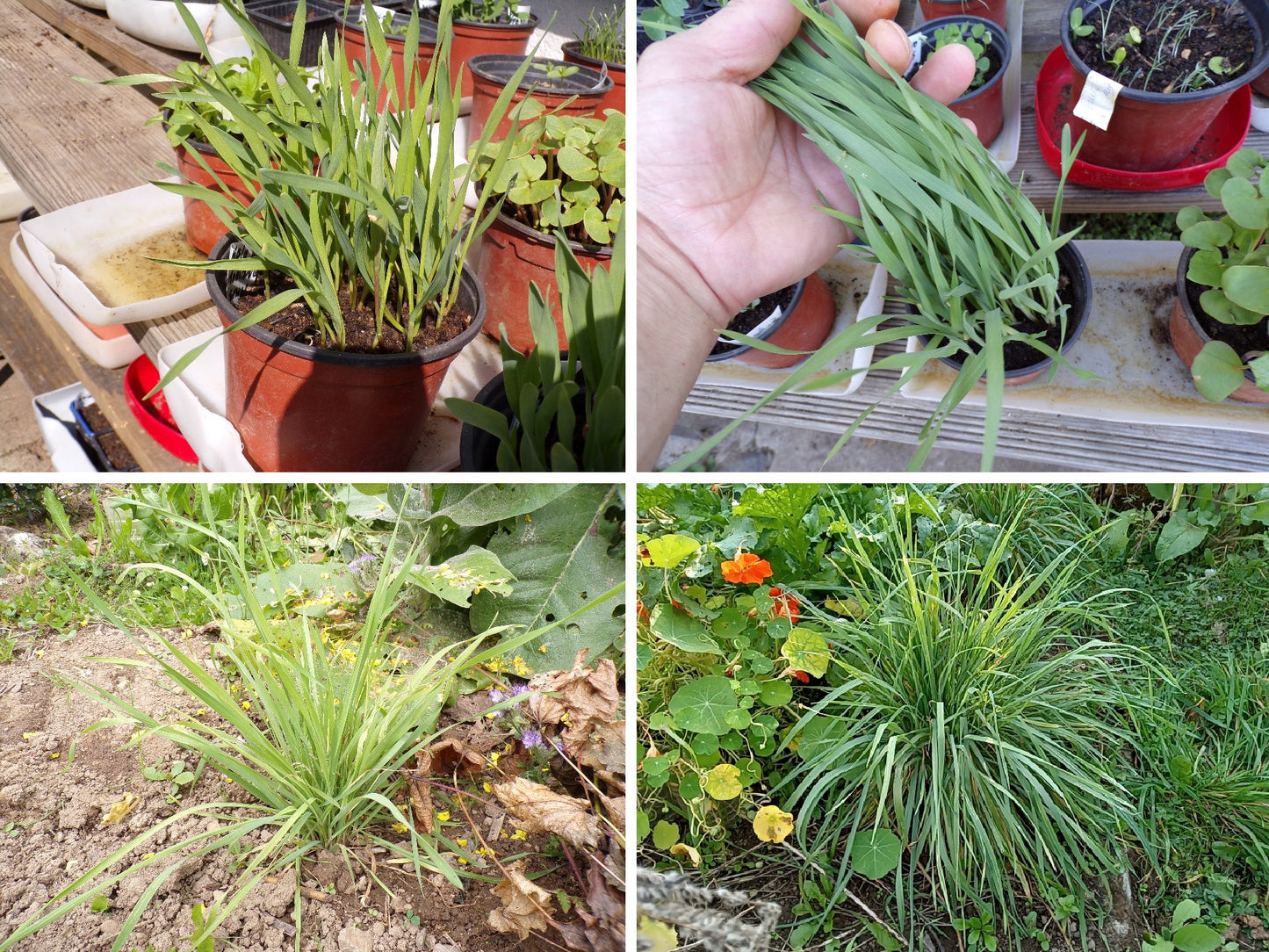 Secale Montanum (Seigle de Montagne) - Secale Strictum (Engrais Vert) SEM05