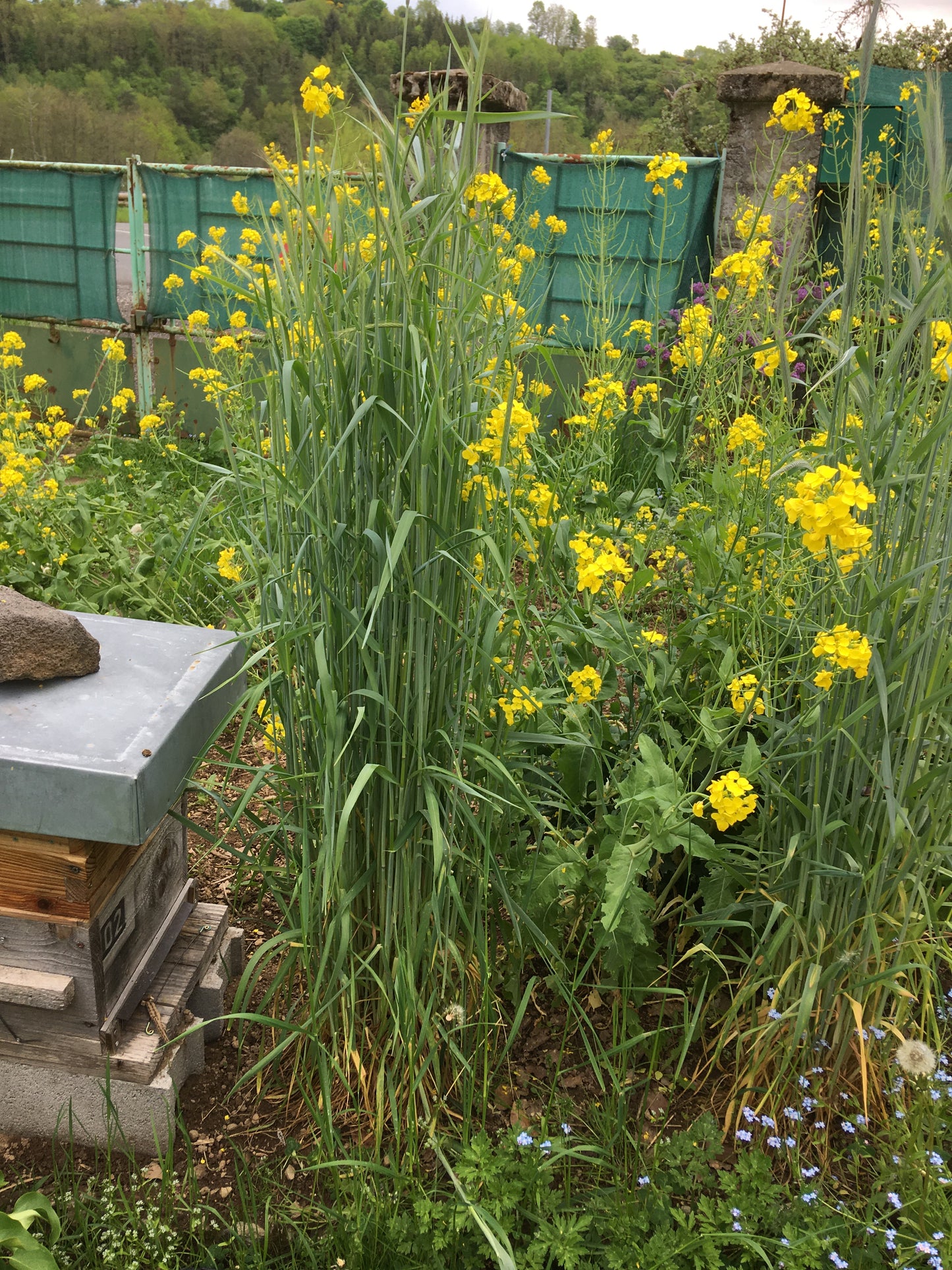 Secale Montanum (Seigle de Montagne) - Secale Strictum (Engrais Vert) SEM05