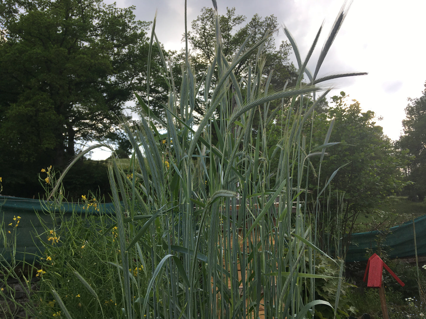 Secale Montanum (Seigle de Montagne) - Secale Strictum (Engrais Vert) SEM05