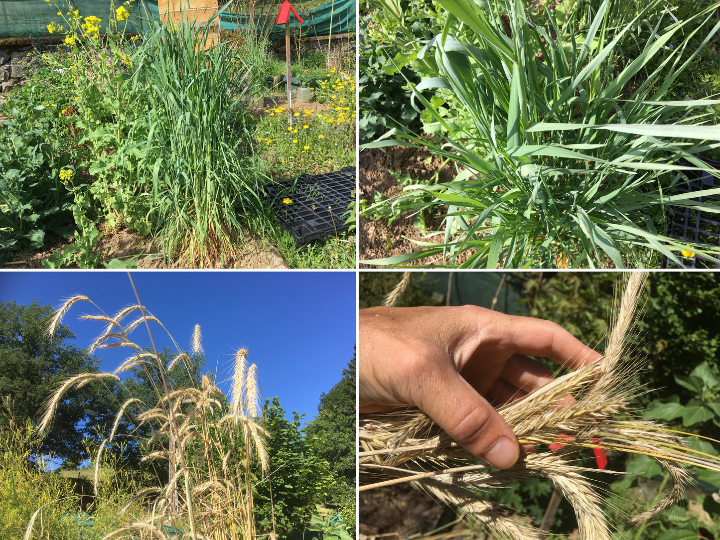 Secale Montanum (Seigle de Montagne) - Secale Strictum (Engrais Vert) SEM05