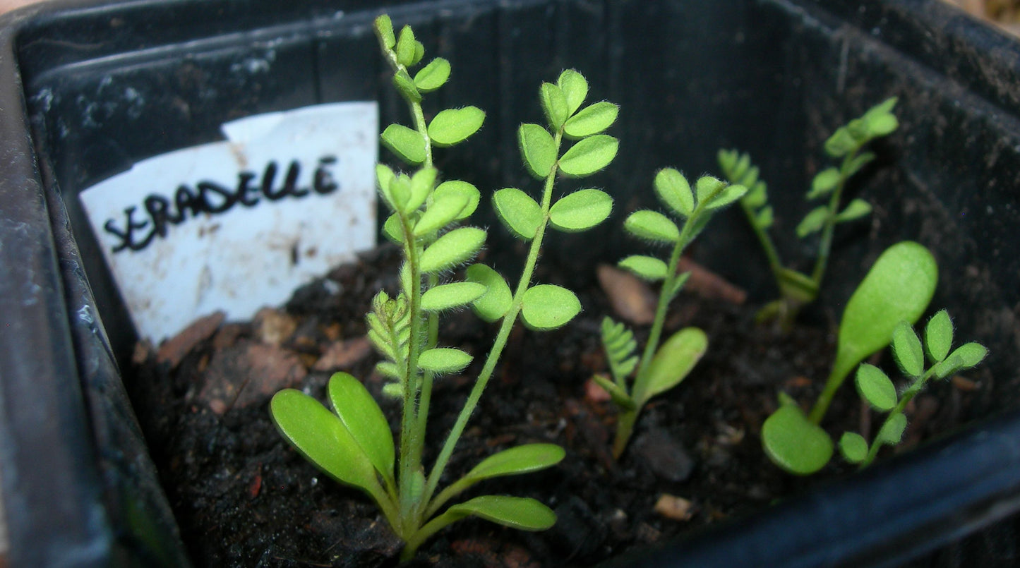 Serradelle - Ornithopus Sativus (Engrais Vert) SEM05