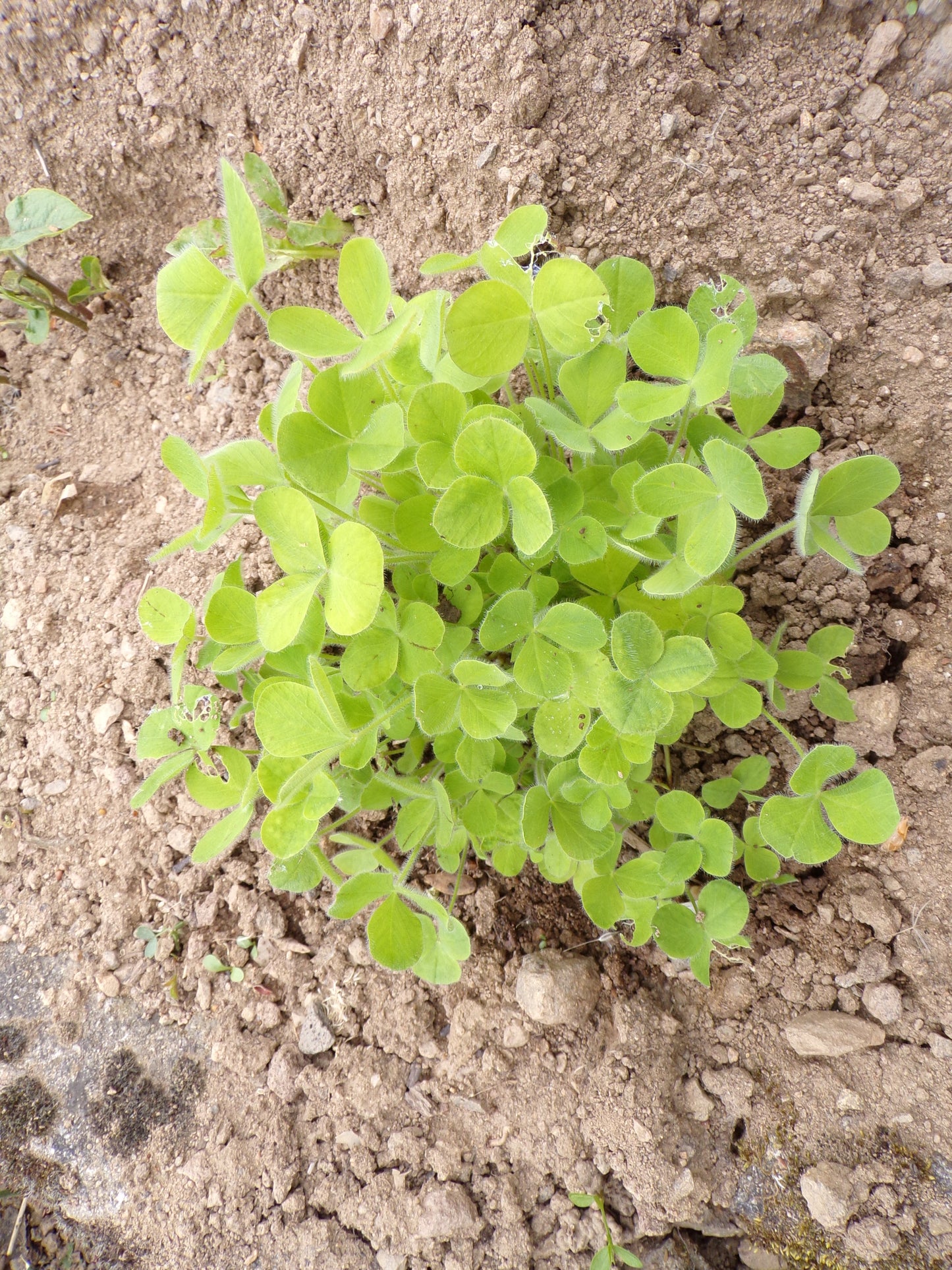Trèfle Incarnat - Trifolium Incarnatum (Engrais Vert) SEM05